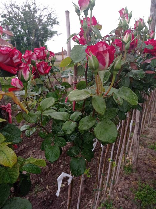 Щамбови рози, цветово разнообразие.