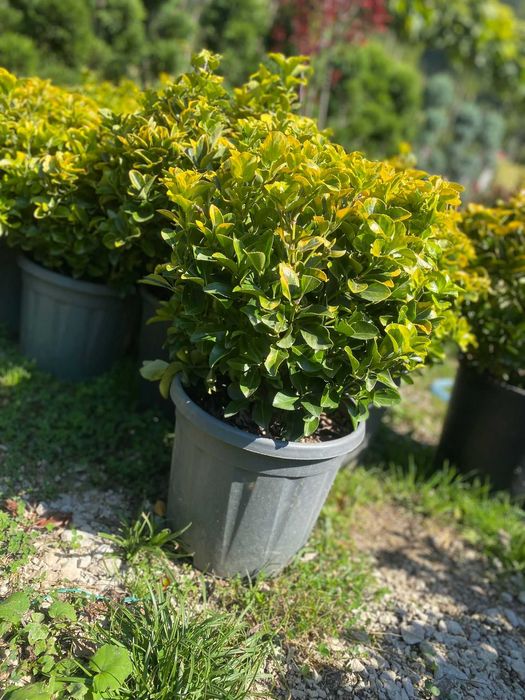 Plante ornamentale pentru un peisaj verde pe tot parcursul anului