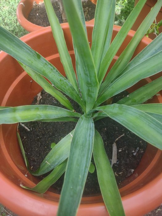 Yucca de vânzare