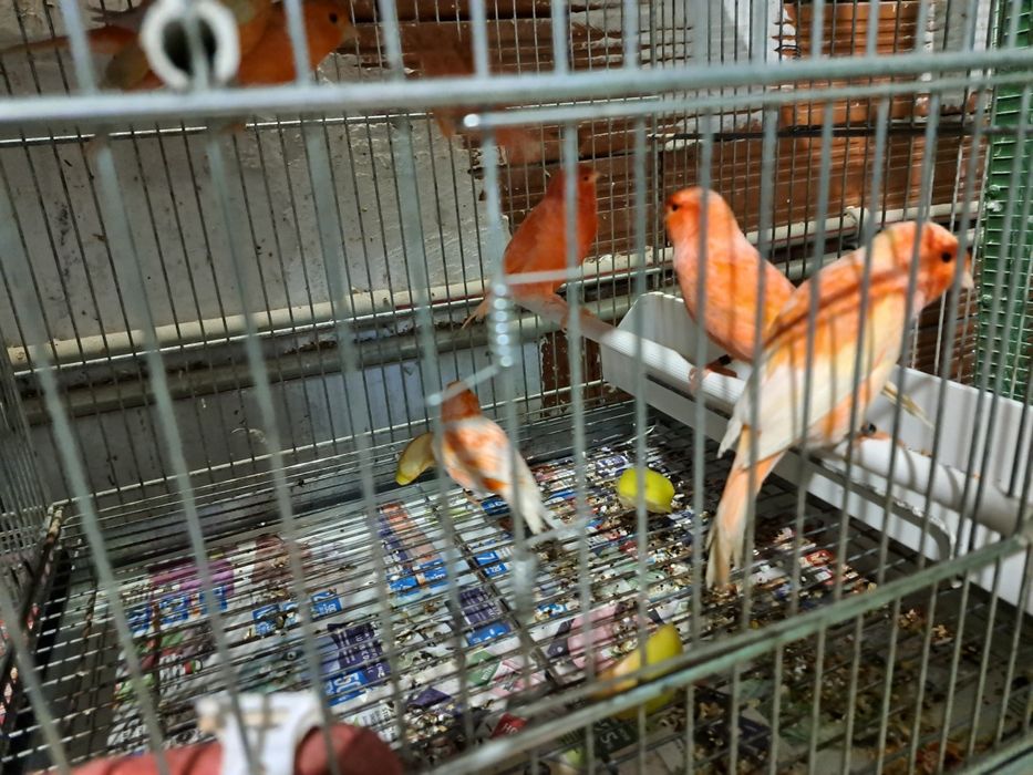 продавам канари,папагали -корела,киги рики  ,вълнасти,голям Александър