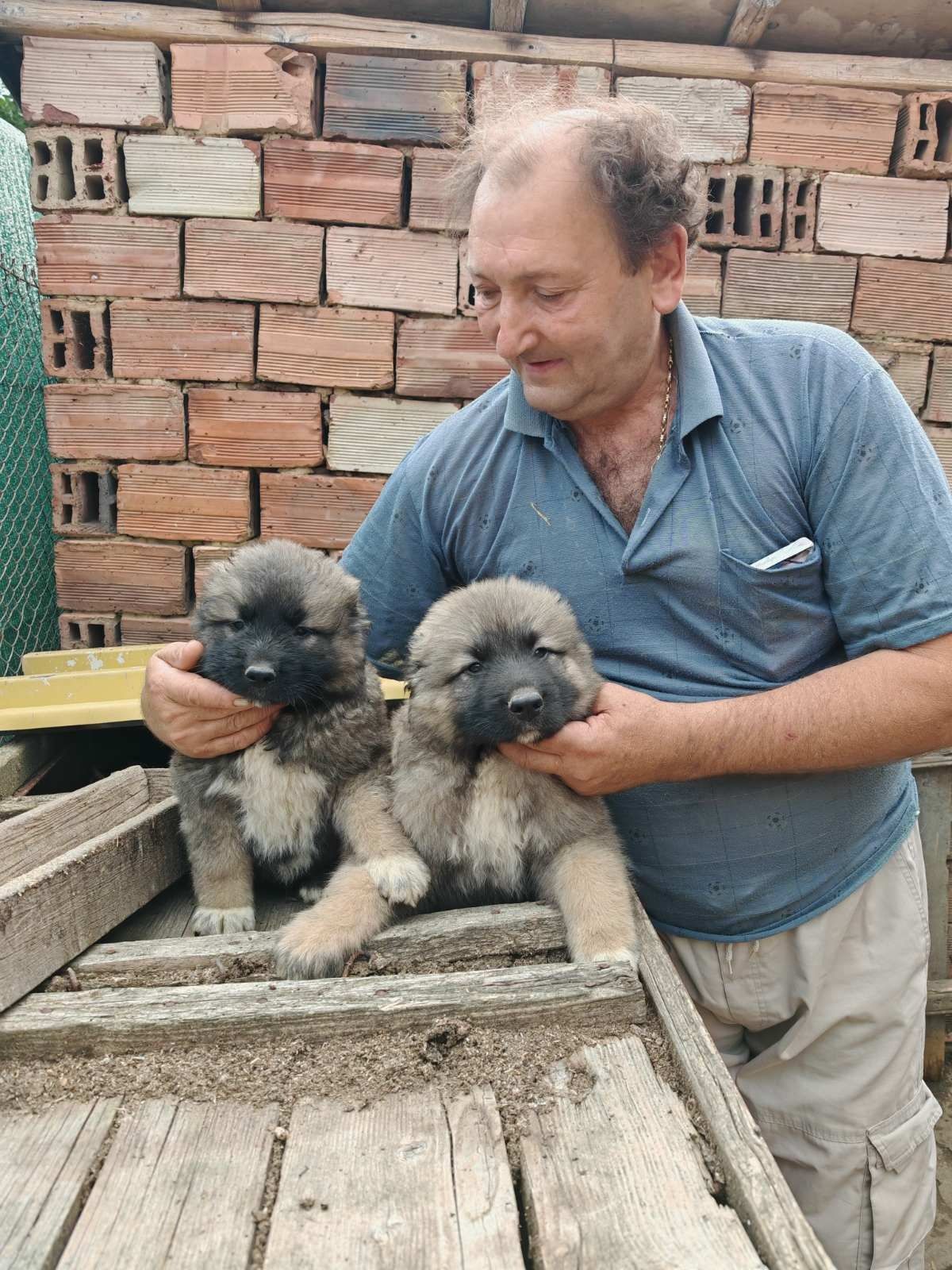 Продавам Кавказка Овчарка