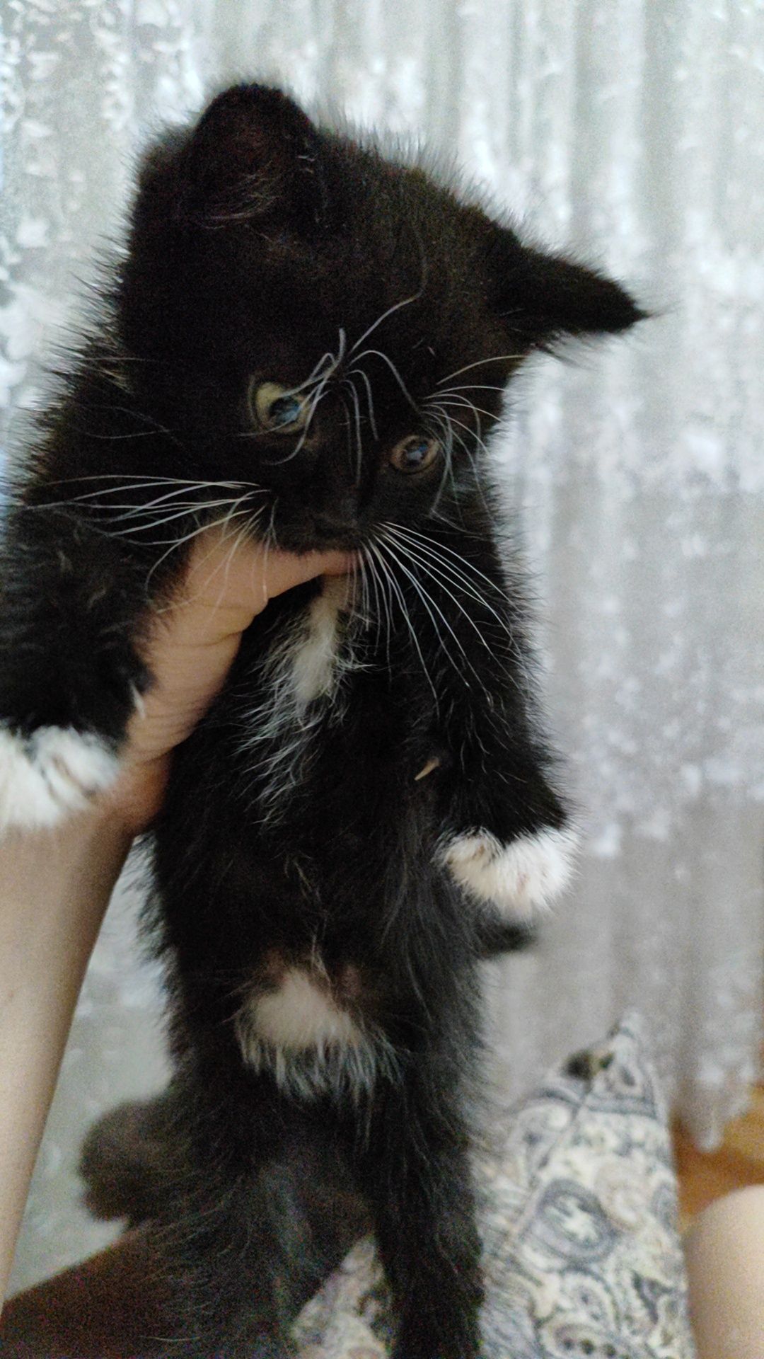 Котята ищут дом!