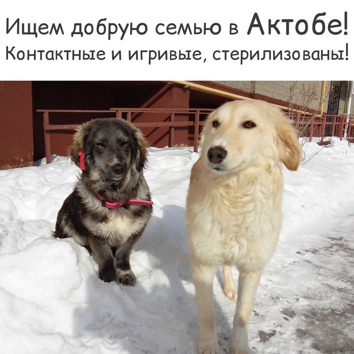 Контактные и игривые стерилизованные собаки подарят любовь и радость!