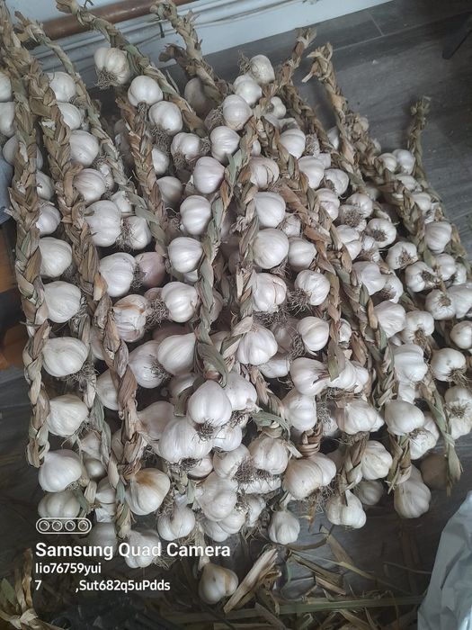 Usturoi romanesc de Copălău