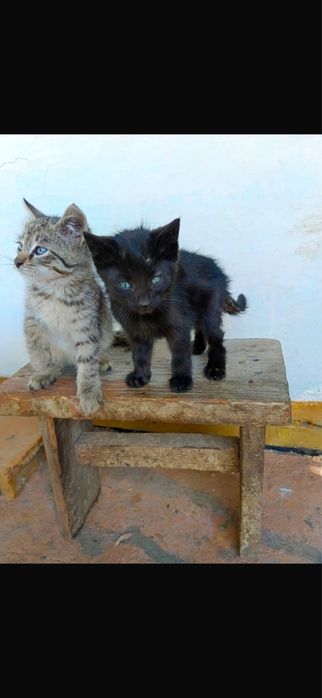 Отдам котят в добрые руки