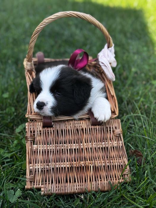 Femela de Border Collie cu pedigree din ambii parinti campioni