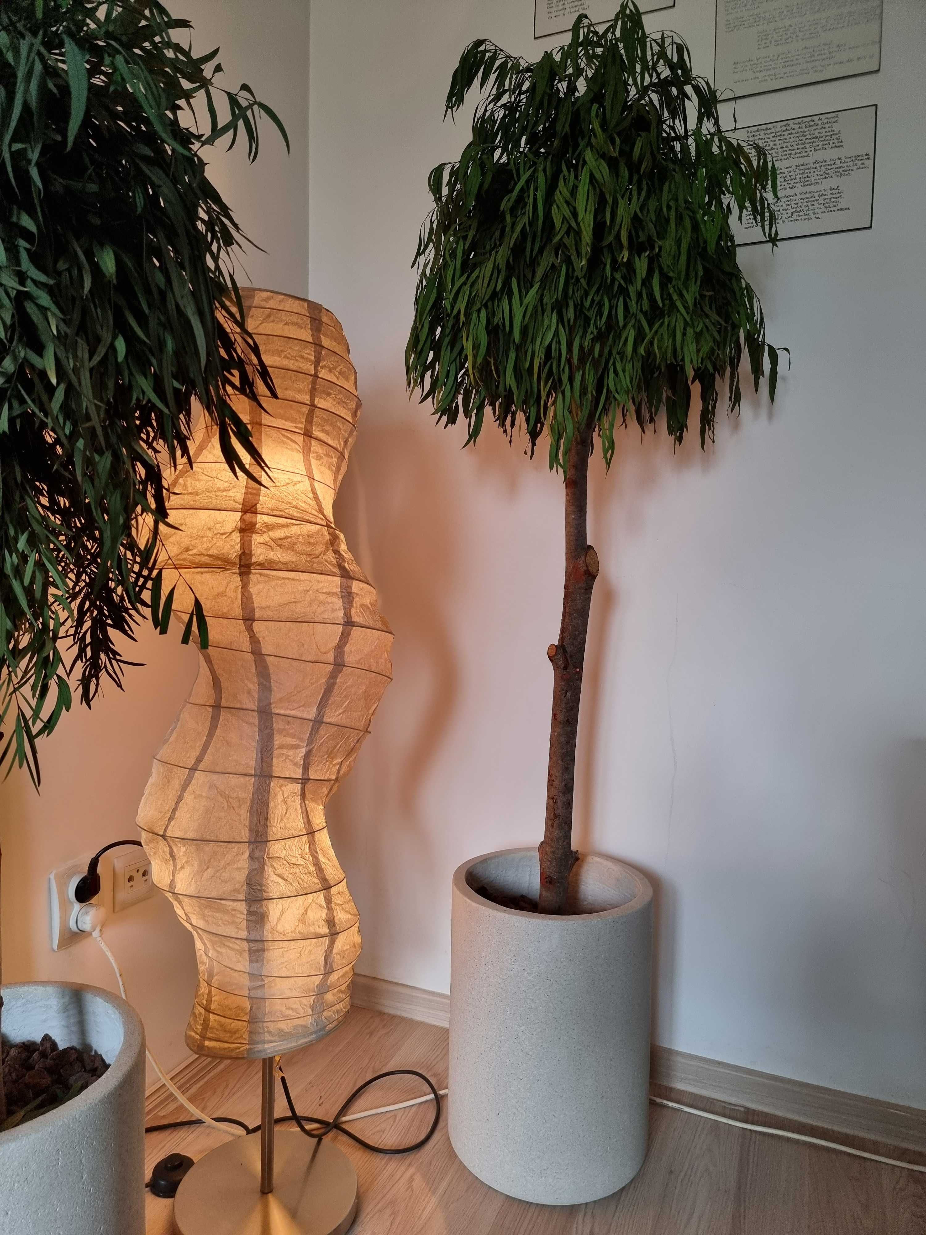 Planta pom ornamental cu ghiveci interior / exterior + pietre + vaza