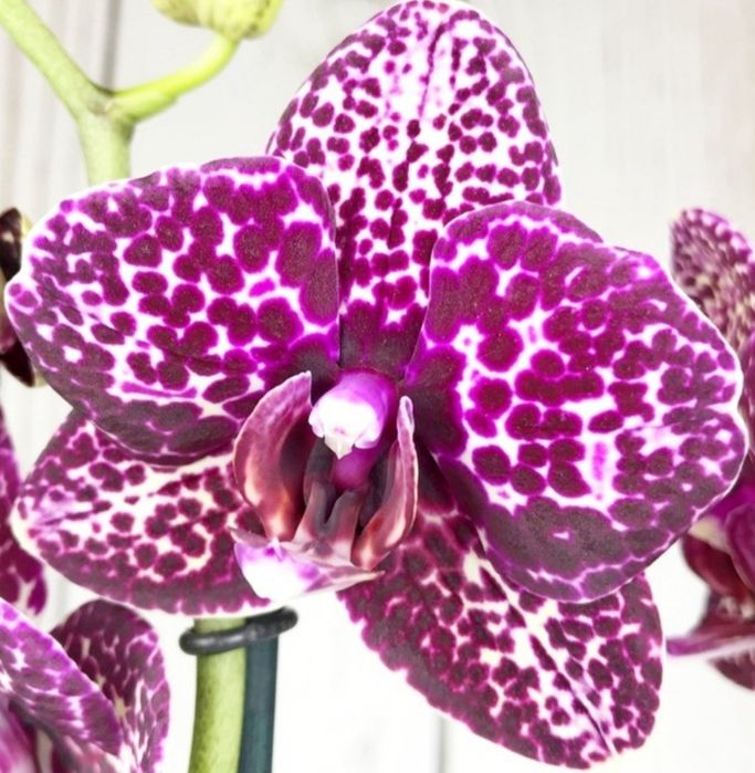 Продаю орхидею Дикий кот