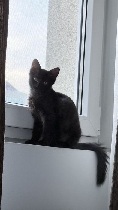 Ofer spre adoptie o pisicuta neagra adorabila