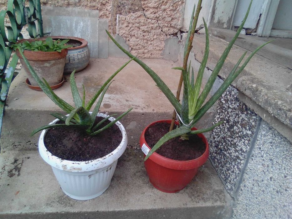 Алое Вера лечебно