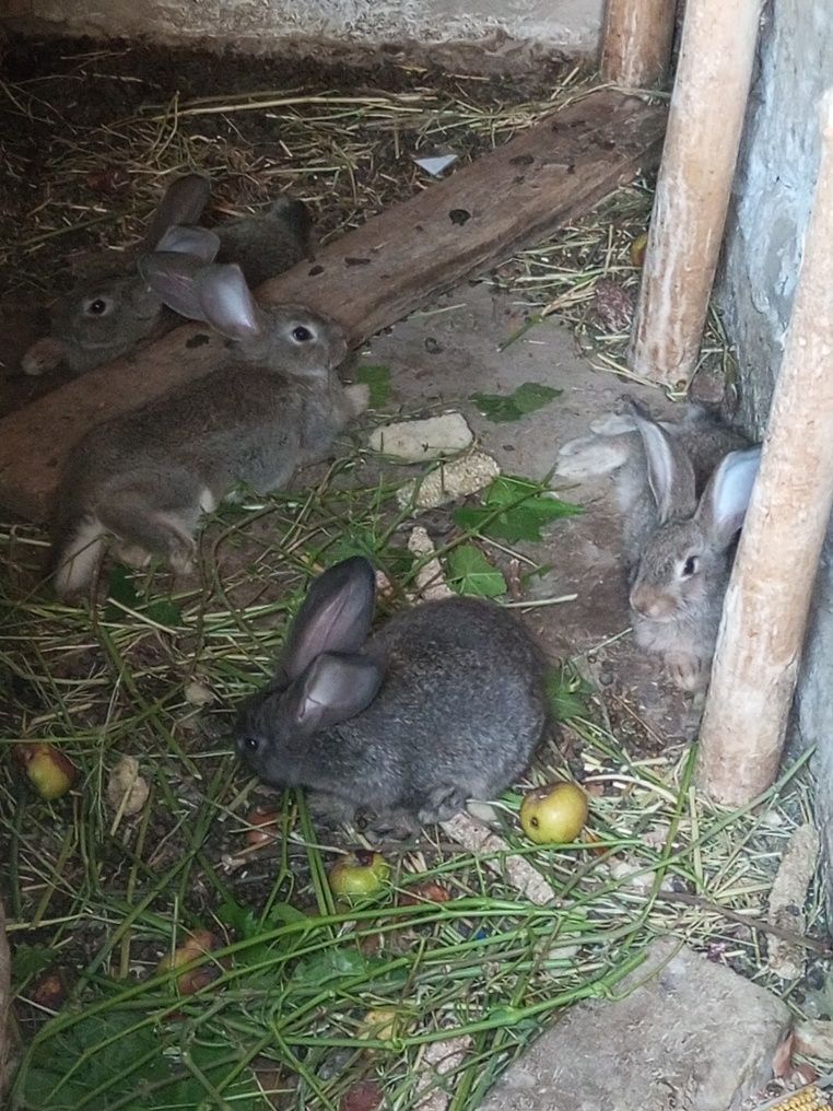 Vilikan paroda quyonlar