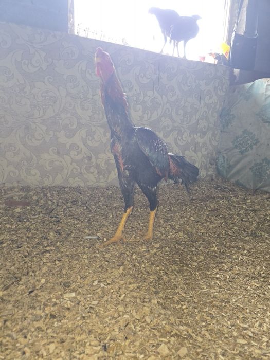 Сатылады кораздар шоже кораз и тулактар 40-20 арасында