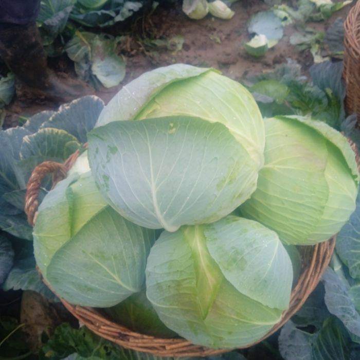 Varzā platā de toamnā