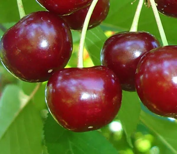 Visin (Soiul Crisana )
