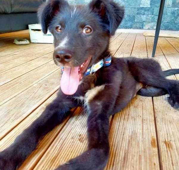 Adoptie catel sase luni