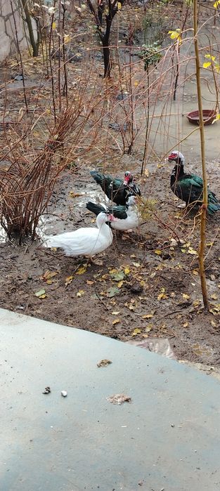 4та удар урдак сотилади