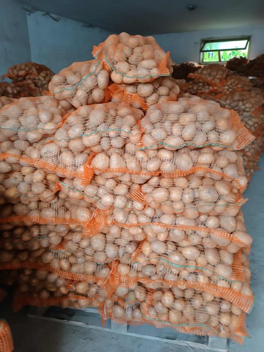 Cartofi ultra calibru 50+