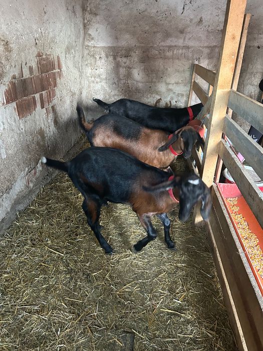 Vând capre Anglo Nubiane