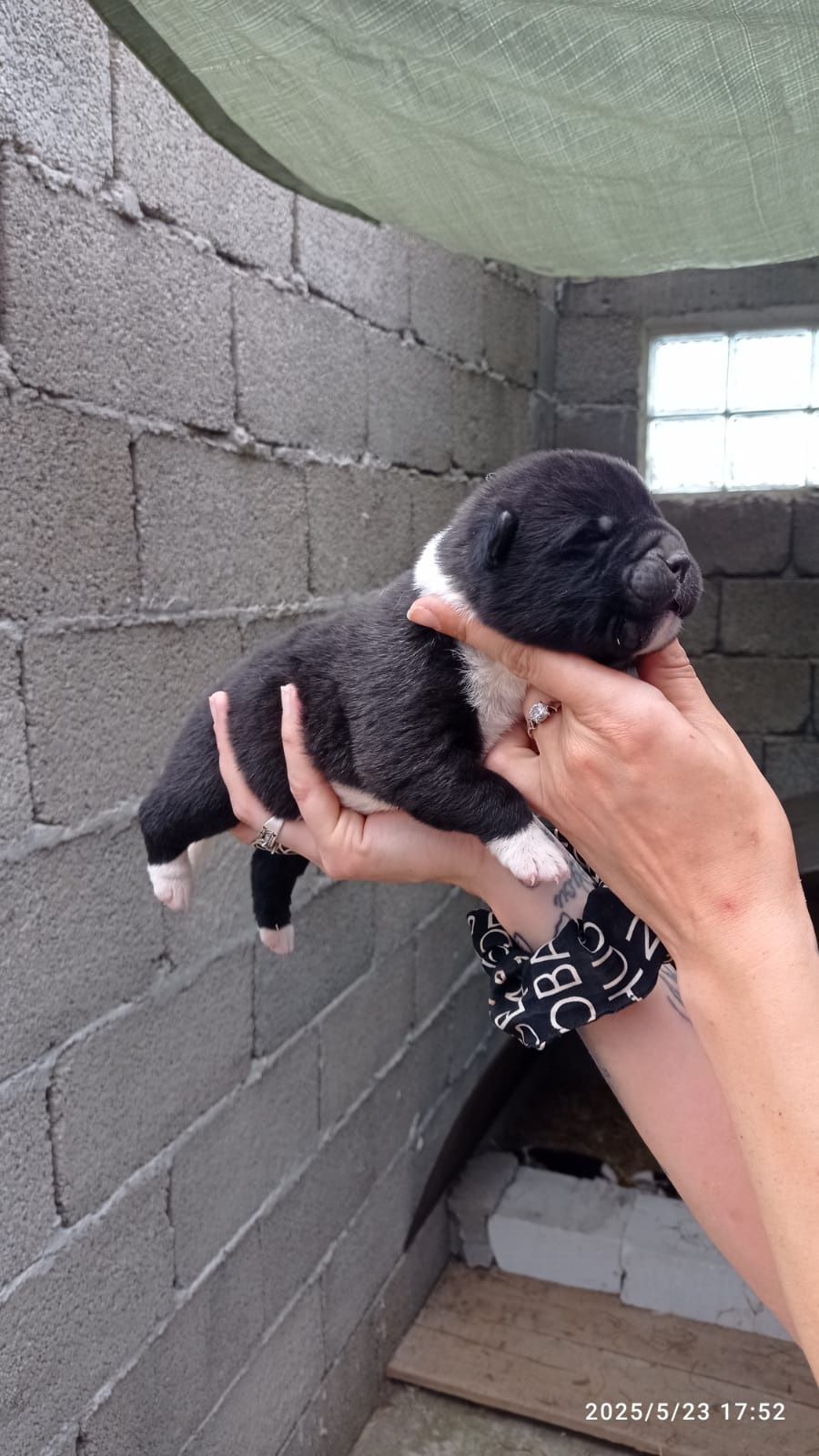 American akita rezervari