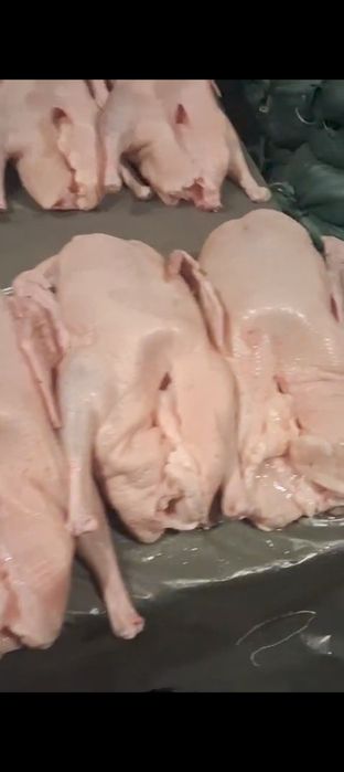 продам гуси дамашний сами вырощивали