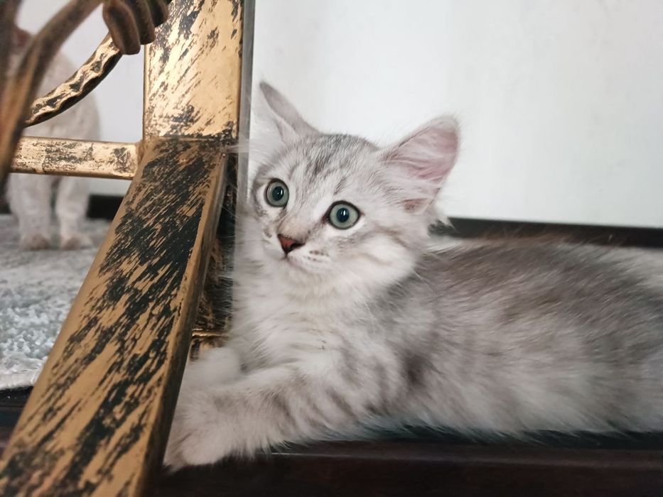 Продается катята шиншила