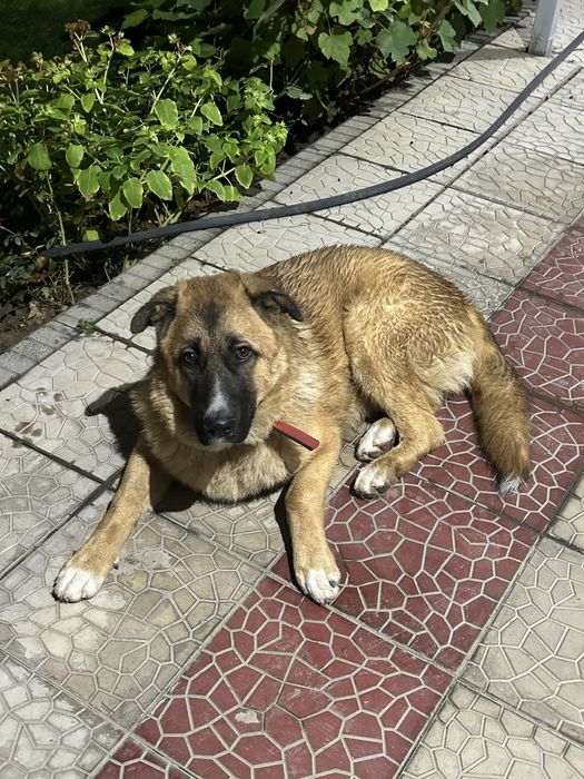 Отдам даром-ЛАБРАДОРА в хорошие руки