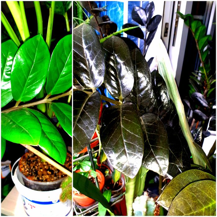 Замиокулькасы Цветы комнатные Растения