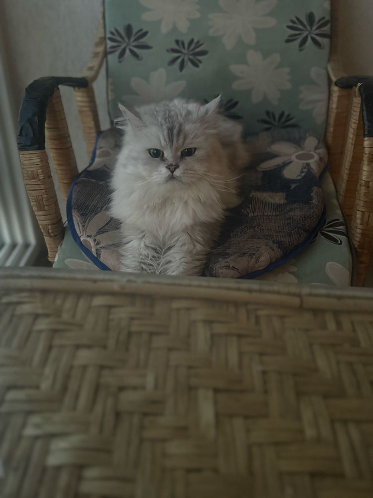 Персийска сребриста чинчила