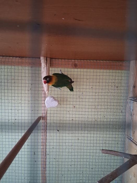 Papagali Agapornis