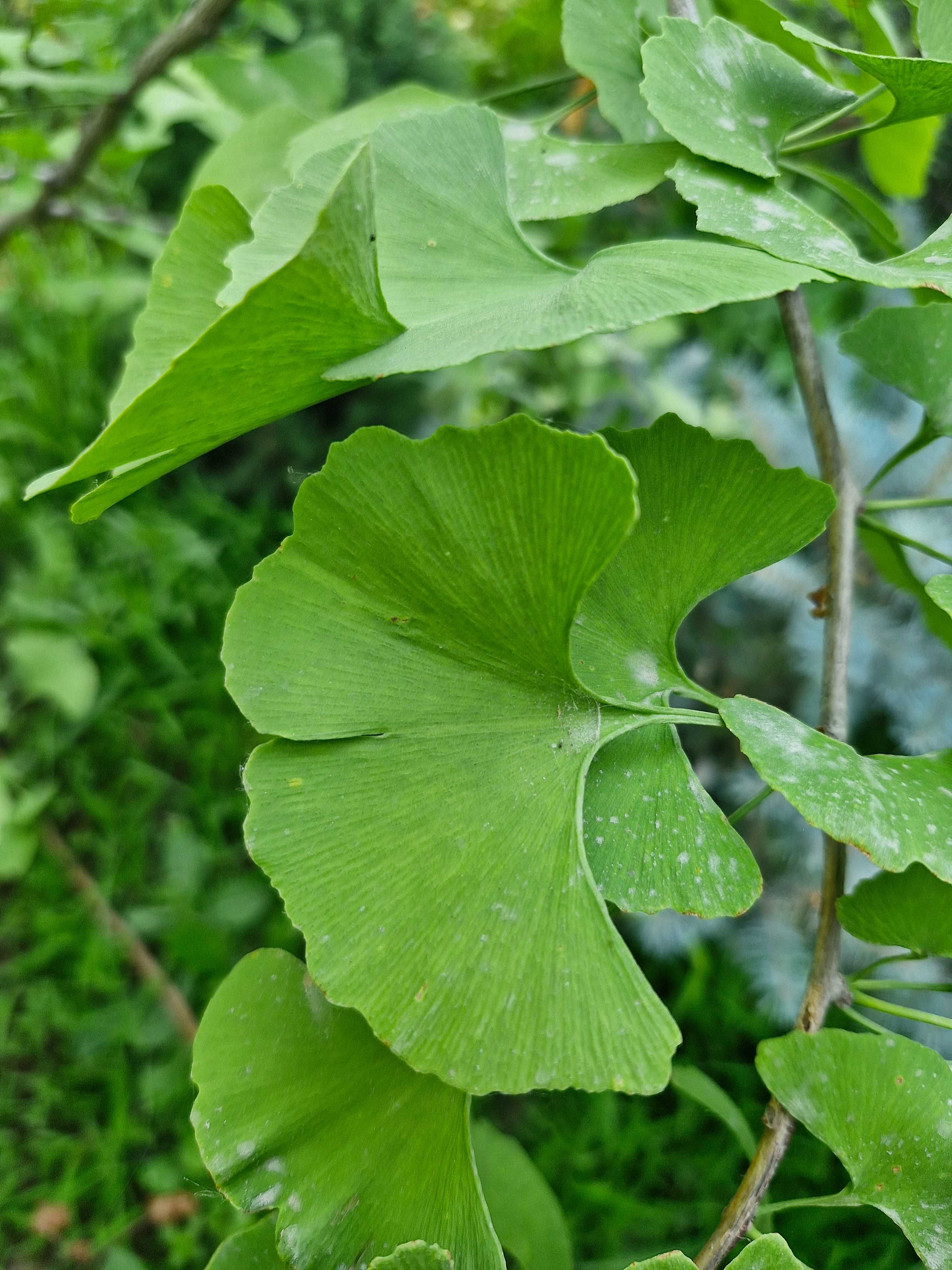 Гинкго двулопастный (лат. Ginkgo biloba)