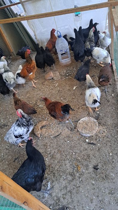 Жожа товук хорозлар