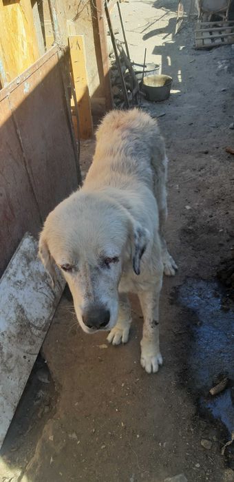 Dau caine ciobanesc de  bucovina alb pe 2 caprite de prasila