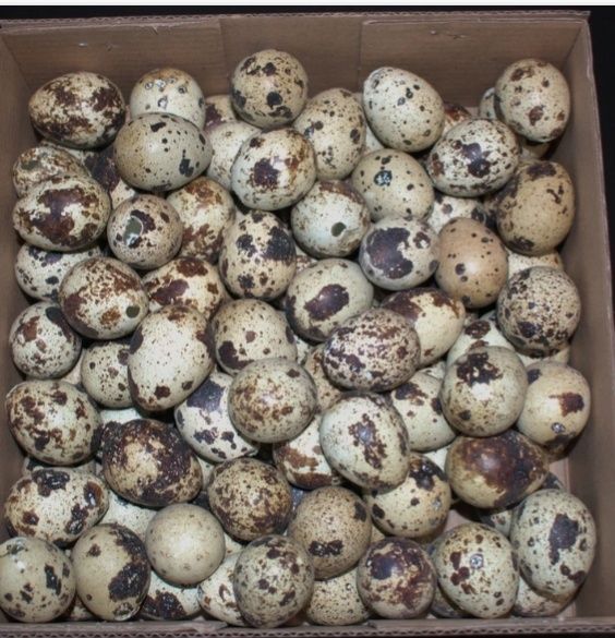 Vând oua de prepelita