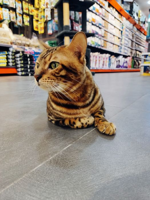 Бенгальская F2 привазной