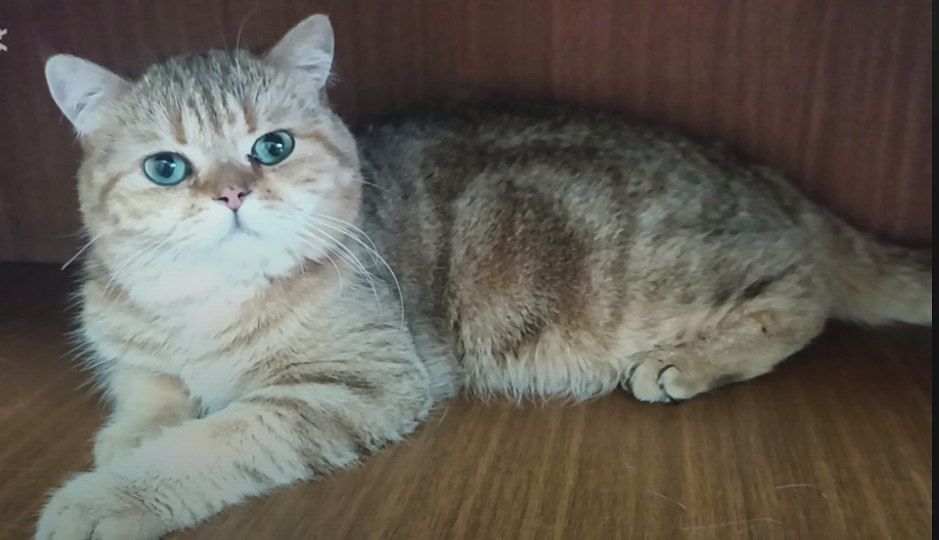 Шикарные чистокровные британцы шиншиллы