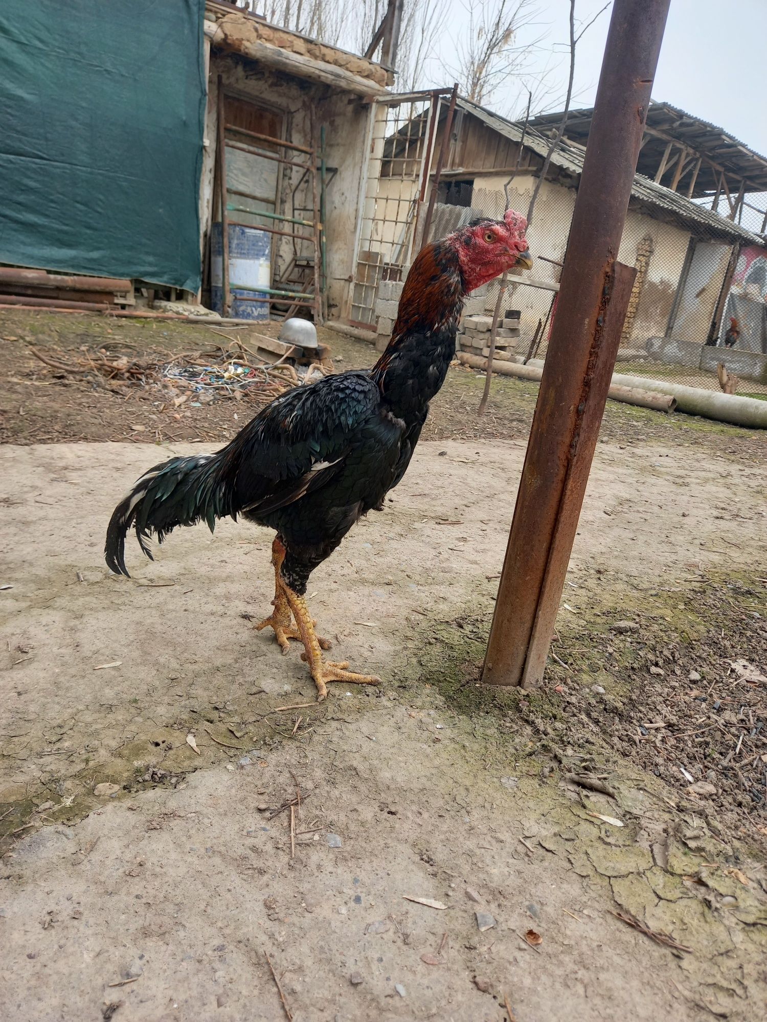 Dakan xóroz sotiladi