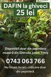 Laur englezesc ,dafin, iarba pampas