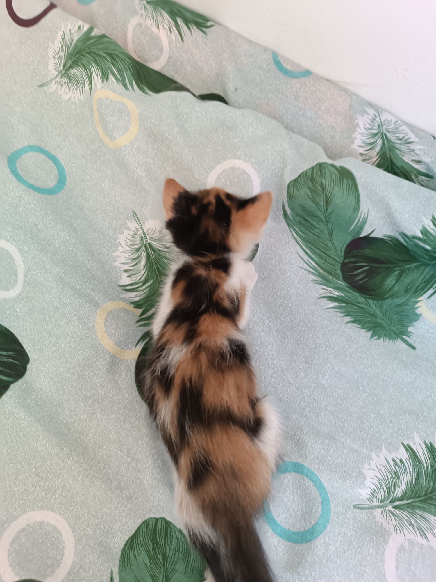 Маленький кошка девочка