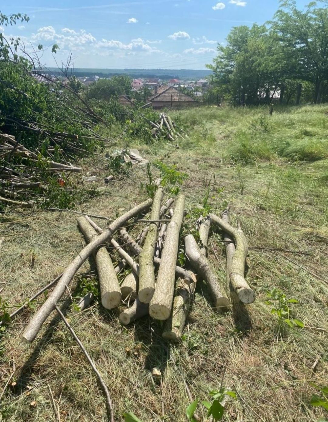Defrisare /evacuare vegetație necontrolată