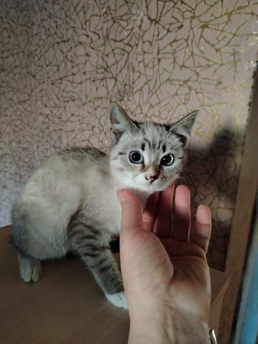Ищем дом котяткам!