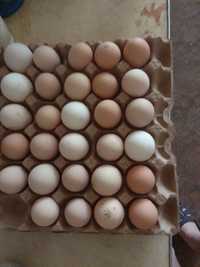 Яйцо домашние 700 тенге