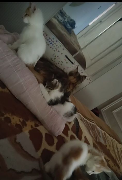 Раздам котят срочно