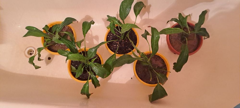 Цветы женская счастья