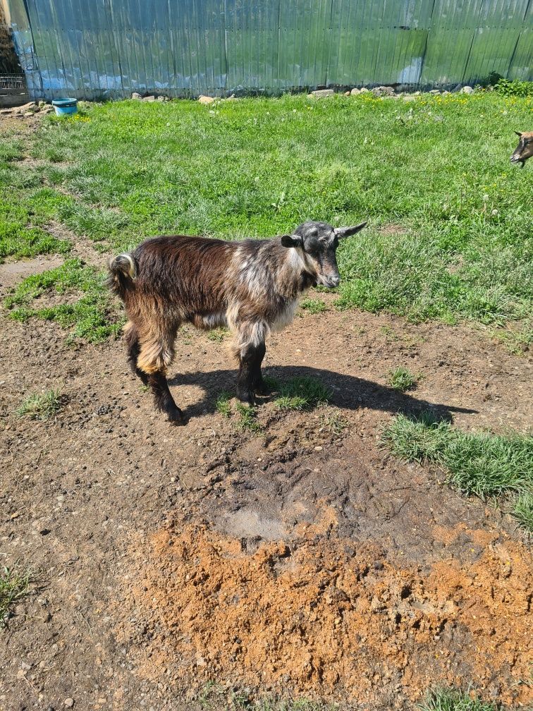 Tapi de anul acesta de cinch luni si cel mare un an jumate