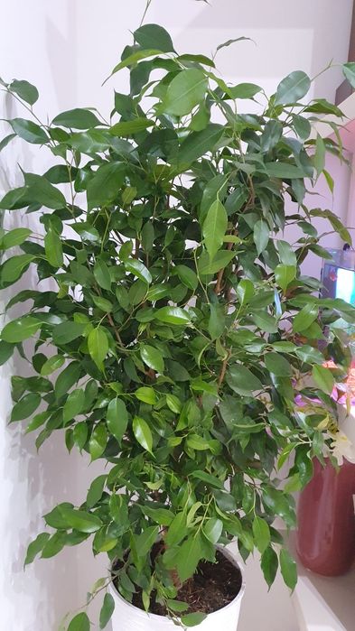 Ficus Benjamina Natasja, in ghiveci
