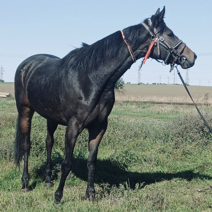 Vand Iapa Pur Sange Englez