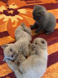 British Shorthair - White