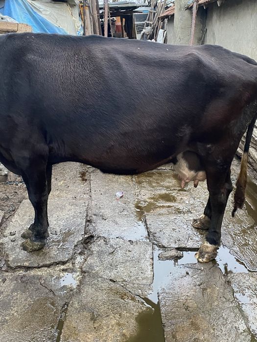 Vacă de vânzare, vârstă 6 ani
