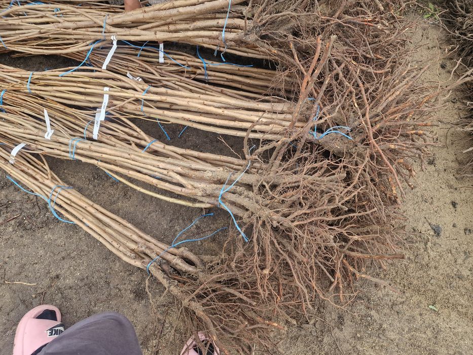 Pomi fructiferi altoiti