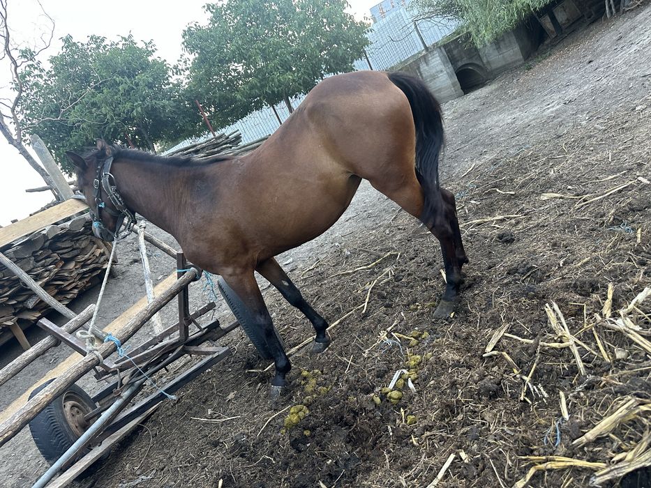 Mânza  are 1 an si 6 luni